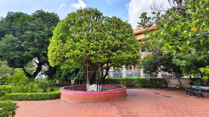 Cây khế cổ thụ hơn 100 năm tuổi trong khuôn viên nhà trường thường được thầy giáo Nguyễn Tất Thành cùng học trò chăm sóc
