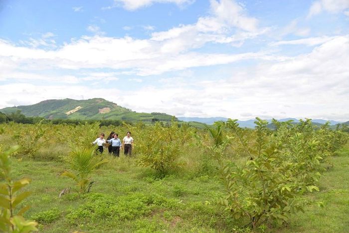 Nông trại từng góp phần bảo đảm lương thực phục vụ chiến trường và đời sống nhân dân trong những năm kháng chiến
