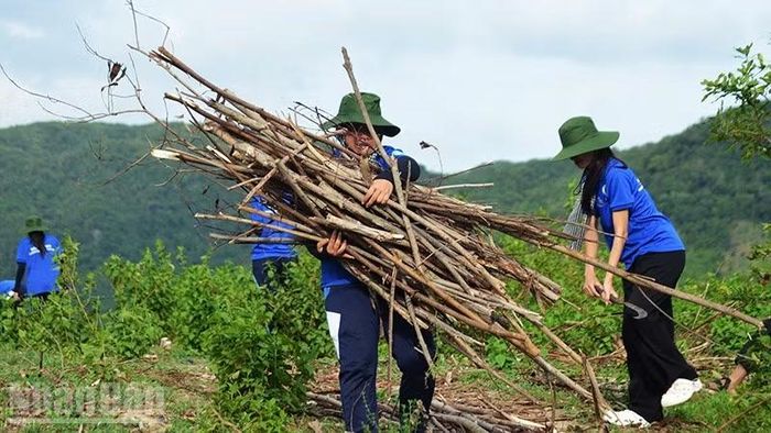 Các chiến sĩ tình nguyện gom củi về cho các gia đình neo đơn, gia đình chính sách. (Ảnh: PHÚC THẮNG)