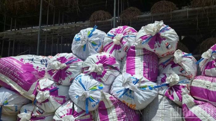 Mỗi nhà nấm sau một vụ có thể bán khoảng 200 bao rơm phế phẩm, với giá khoảng 15.000 đồng/bao. (Ảnh: VĂN ÚT)