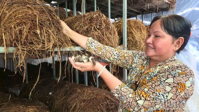 Hiện gia đình bà Nguyễn Thị Tươi duy trì 2 nhà nấm, tổng diện tích khoảng 200m². (Ảnh: VĂN ÚT)