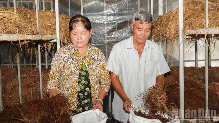 Phần rơm phế phẩm sau mỗi vụ nấm thương lái thu mua làm nguyên liệu sản xuất phân hữu cơ, phân vi sinh phục vụ trồng mai và hoa. (Ảnh: VĂN ÚT)