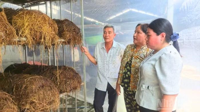 Lãnh đạo địa phương thăm mô hình sản xuất nấm rơm của bà Nguyễn Thị Tươi, xã Vị Thanh 1. (Ảnh: VĂN ÚT)