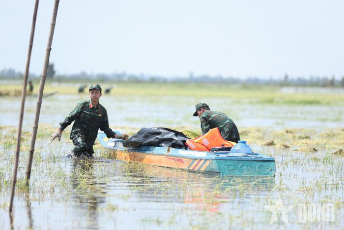 Những bó lúa được gom lại, chuyển lên xuồng để đưa vào bờ.