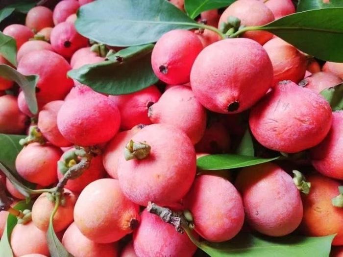 Trái rỏi rừng hay còn được gọi là trái măng cụt rừng. (Ảnh: Lang Thang An Giang)