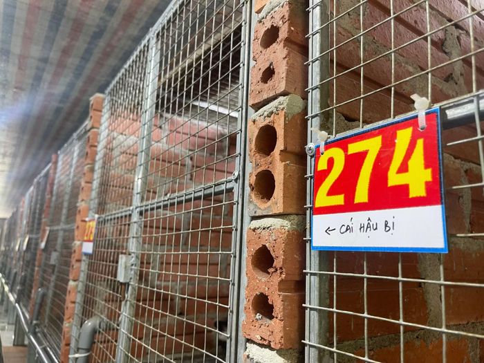 Chồn được chia thành từng khu nuôi nhốt giúp chủ trang trại dễ quản lý.