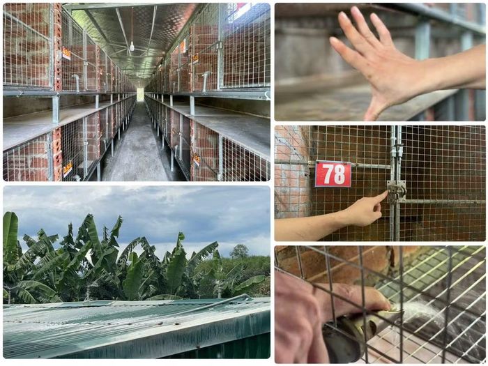 Hệ thống trang trại được đầu tư bài bản và cải tiến hiện đại của anh Lê Văn Phước.