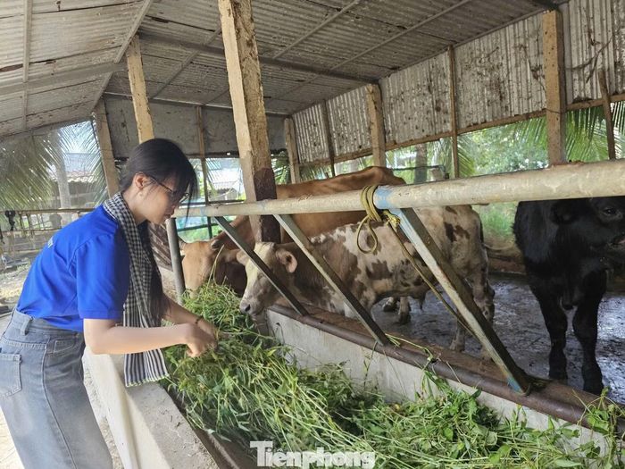 Bạn Lê Đình Hoàng Vy - sinh viên năm nhất ngành Bảo vệ Thực vật (Đại học Trà Vinh) cho bò ăn tại gia đình nông dân ở xã Tiểu Cần.