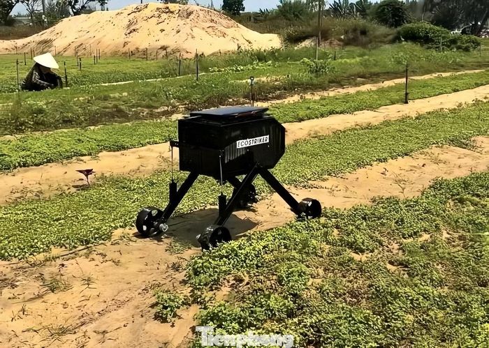 Ecostriker - robot diệt cỏ bằng tia laser được thử nghiệm tại một số vườn rau trên địa bàn thành phố.