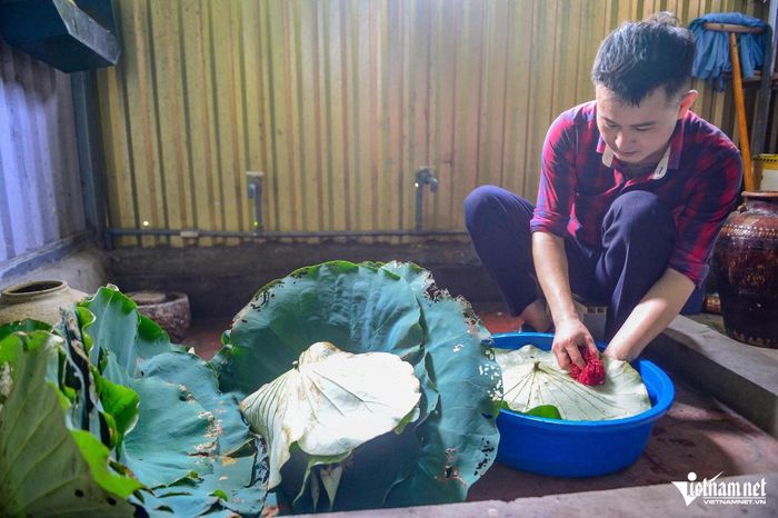 Những lá sen được anh đưa về rửa sạch sẽ