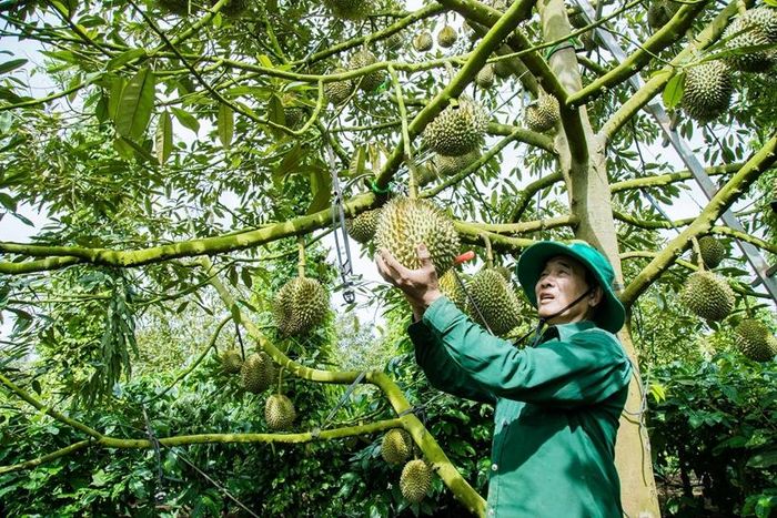  Tỉnh Đắk Lắk hiện có khoảng 44.000 ha sầu riêng, sản lượng năm 2026 dự kiến khoảng 500.000 tấn.
