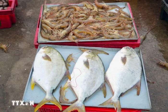 Hải sản tươi ngon được bày bán tại cảng cá Cửa Nhượng. (Ảnh: Hữu Quyết/TTXVN)