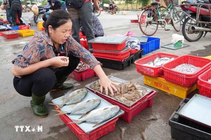 Hoạt động khai thác và tiêu thụ hải sản tạo sinh kế cho hàng nghìn lao động vùng biển. (Ảnh: Hữu Quyết/TTXVN)