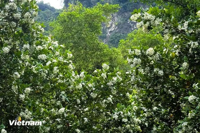 Trong đó 3 loại cây nguyệt quế phổ biến nhất hiện nay là: Cây nguyệt quế lá lớn; Cây nguyệt quế lá nhỏ; Cây nguyệt quế lá nhỏ thân xoăn. (Ảnh: Trần Hương Sơn/Vietnam+)