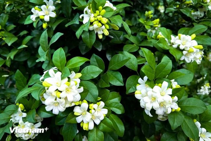 Mỗi bông hoa có 5 đài hoa màu xanh và 5 cánh hoa màu trắng uốn cong về phía sau. (Ảnh: Trần Hương Sơn/Vietnam+)