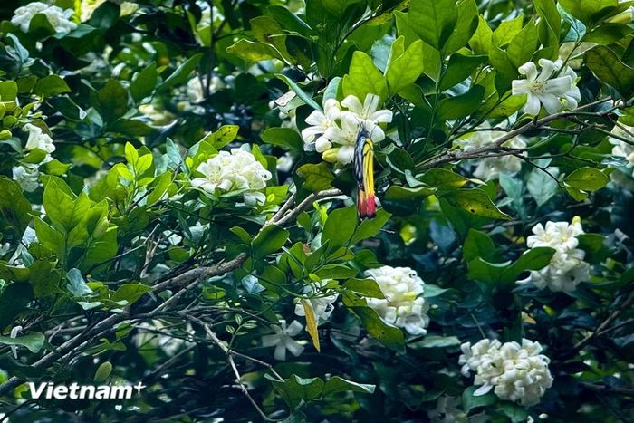 Cây được biết là có nguồn gốc từ vùng Địa Trung Hải, thuộc họ Lauraceae. (Ảnh: Trần Hương Sơn/Vietnam+)