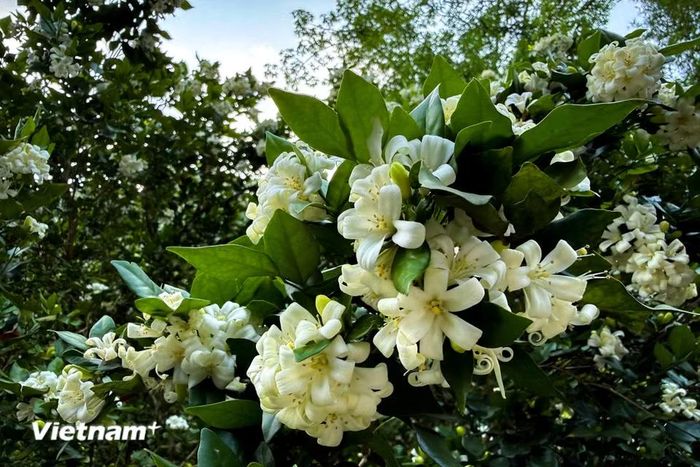 Hoa nguyệt quế có năm cánh, hình dáng giống ngôi sao và mọc thành từng chùm ở đầu cành. (Ảnh: Trần Hương Sơn/Vietnam+)