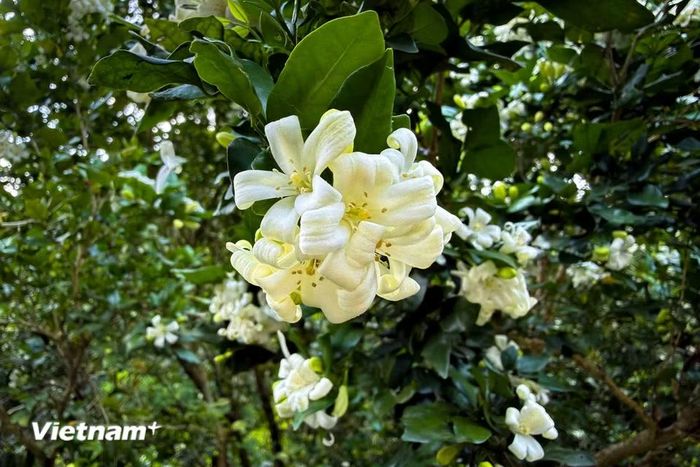 Hoa thường có màu trắng tinh khiết, làm tăng thêm vẻ thanh lịch và trang nhã cho cây. (Ảnh: Trần Hương Sơn/Vietnam+)
