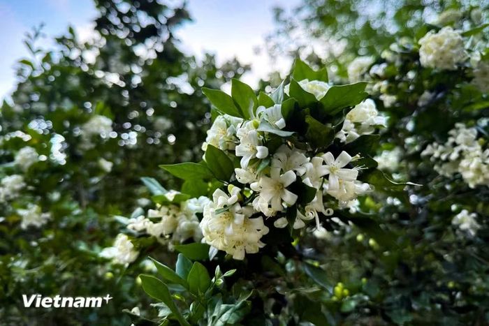 Khoảng 8 bông mọc trong một cụm và được mọc ra từ nách lá. (Ảnh: Trần Hương Sơn/Vietnam+)
