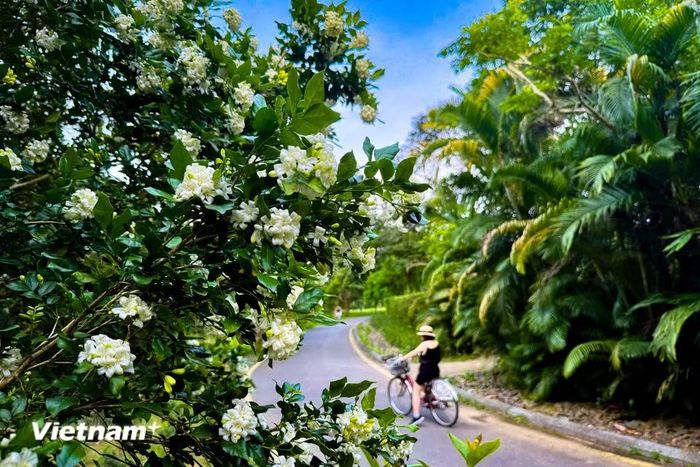 Ở Việt Nam, loài nguyệt quế lá nhỏ thân xoăn được ưa chuộng nhất. (Ảnh: Trần Hương Sơn/Vietnam+)