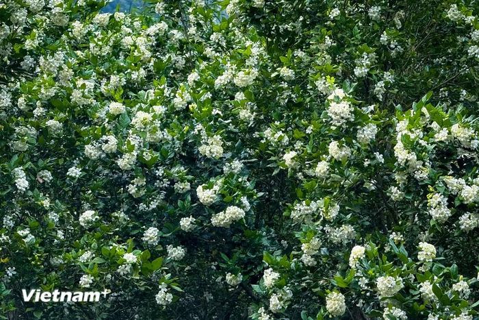 Nguyệt quế luôn nở quanh năm. Tỏa hương thanh khiết và đẹp trang nhã. (Ảnh: Trần Hương Sơn/Vietnam+)