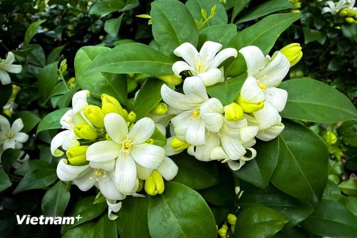 Những bông hoa nguyệt quế trắng tinh khiết mọc thành chùm. Hương thơm này không chỉ tạo cảm giác thư thái, giảm căng thẳng mà còn giúp xua đuổi một số loài côn trùng. (Ảnh: Trần Hương Sơn/Vietnam+)