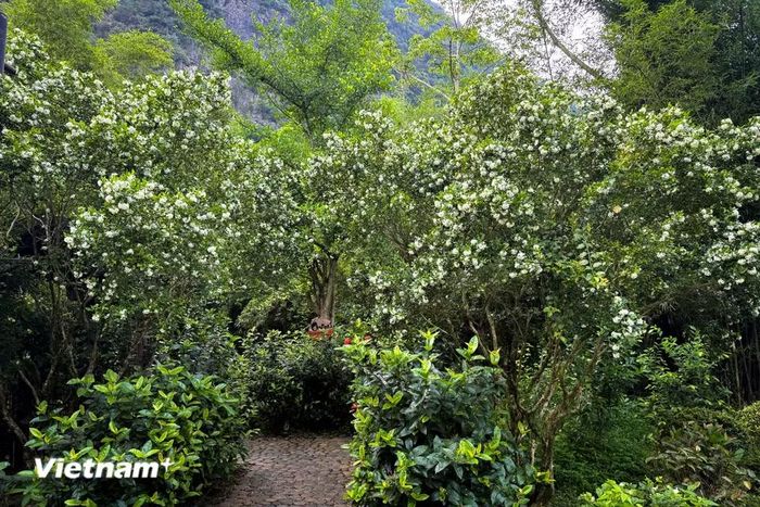 Cây nguyệt quế là loại cây thuộc họ Long não (Lauraceae), có tên khoa học là Laurus nobilis L. (Ảnh: Trần Hương Sơn/Vietnam+)
