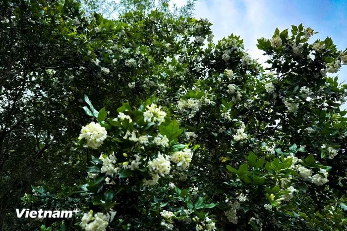 Hoặc làm cây bonsai trang trí bàn làm việc, bàn học. (Ảnh: Trần Hương Sơn/Vietnam+)