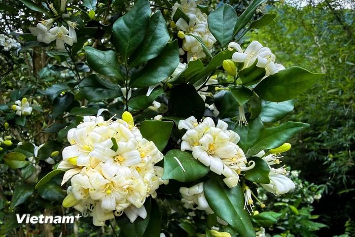 Trồng cây nguyệt quế trong nhà còn là cách để cầu bình an, đỗ đạt thành tài cho con cháu trong nhà. (Ảnh: Trần Hương Sơn/Vietnam+)