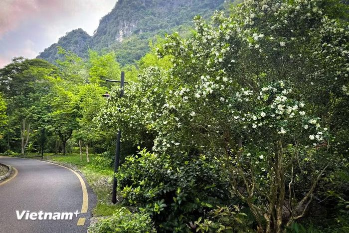 Cây nguyệt quế có hơn 10 loài. Cây nguyệt quế có thân gỗ thẳng, màu vàng nhạt, cao từ 2-6m. (Ảnh: Trần Hương Sơn/Vietnam+)
