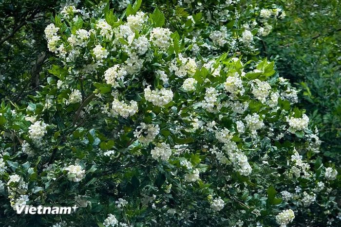 Hiện nay, cây nguyệt quế có mặt ở nhiều nơi trên thế giới, trong đó có Việt Nam. (Ảnh: Trần Hương Sơn/Vietnam+)