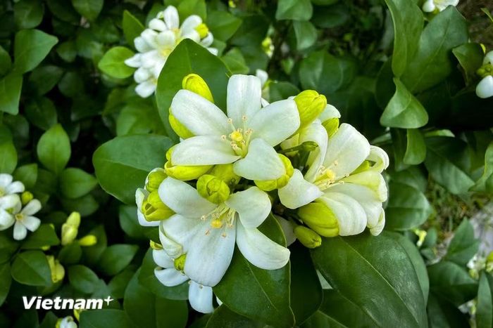 Các hoa nguyệt quế có 10 nhị hoa và một bầu nhụy trên đỉnh nhị, đầu nhụy có dạng hình cầu. (Ảnh: Trần Hương Sơn/Vietnam+)