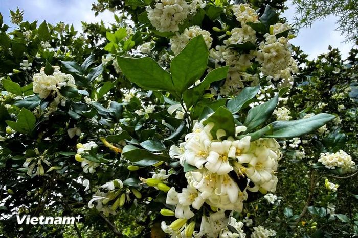 Cây nguyệt quế được nhiều gia đình trồng làm cảnh vì hoa có mùi thơm đặc trưng và dễ trồng, cây còn có ý nghĩa về phong thủy. (Ảnh: Trần Hương Sơn/Vietnam+)