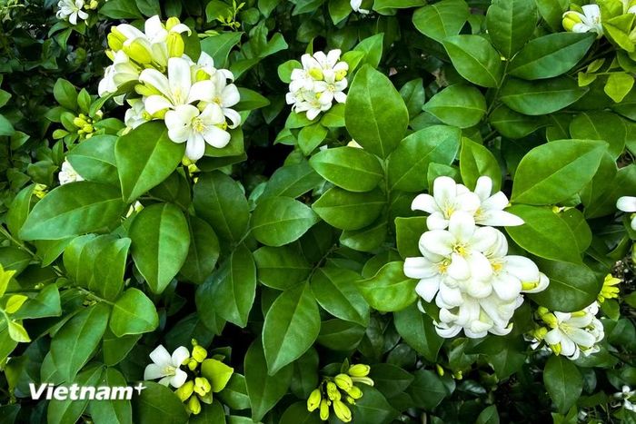 Điểm đặc biệt nhất nằm ở những chùm hoa trắng nhỏ li ti tỏa ra mùi hương ngọt ngào, tinh khiết, nồng nàn, nhất là về đêm và sáng sớm. (Ảnh: Trần Hương Sơn/Vietnam+)