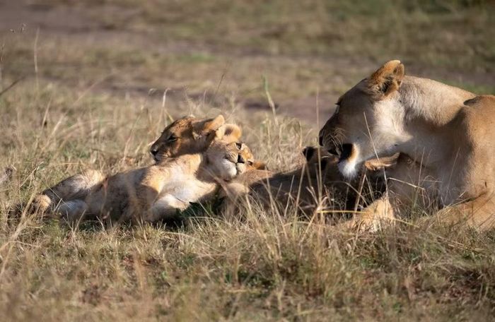 Sư tử mẹ cùng đàn con nằm nghỉ trên đồng cỏ tại khu bảo tồn quốc gia Maasai Mara ở Narok, Kenya. (Ảnh: THX/TTXVN phát)