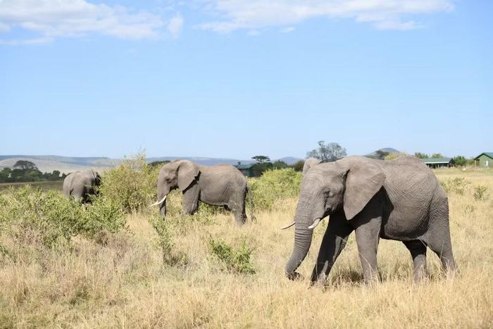 Đàn voi di chuyển trên thảo nguyên tại khu bảo tồn quốc gia Maasai Mara ở Kenya, ngày 13/8/2026. (Ảnh: THX/TTXVN phát)