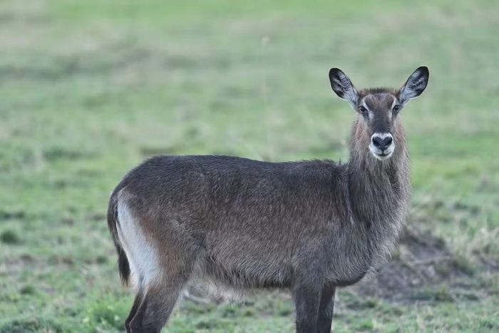 Một con linh dương nước tại khu bảo tồn quốc gia Maasai Mara ở Kenya, ngày 13/8/2026. (Ảnh: THX/TTXVN phát)