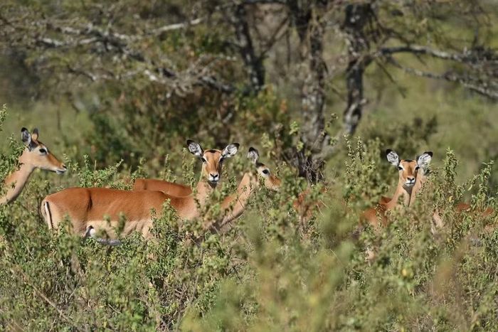 Đàn linh dương impala ẩn mình trong những bụi cây tại khu bảo tồn quốc gia Maasai Mara ở Kenya, ngày 12/8/2026. (Ảnh: THX/TTXVN phát)