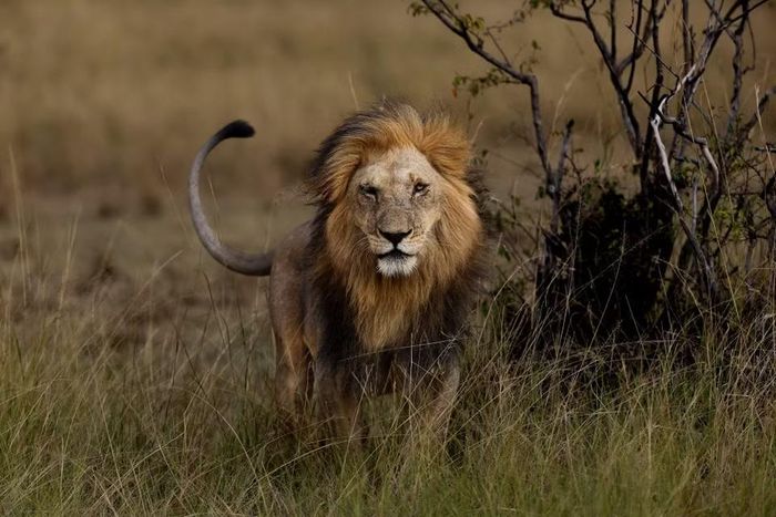 Một con sư tử tại khu bảo tồn quốc gia Maasai Mara ở Narok, Kenya. (Ảnh: THX/TTXVN phát)