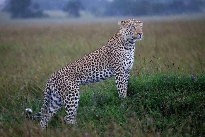Báo hoa mai tại khu bảo tồn quốc gia Maasai Mara ở Narok, Kenya.(Ảnh: THX/TTXVN phát)