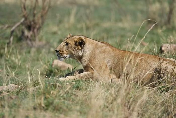 Một con sư tử tại khu bảo tồn quốc gia Maasai Mara ở Narok, Kenya, ngày 13/8/2026. (Ảnh: THX/TTXVN phát)