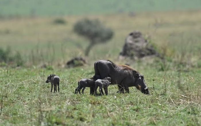 Lợn bướu cho đàn con bú tại khu bảo tồn quốc gia Maasai Mara ở Kenya, ngày 13/8/2026. (Ảnh: THX/TTXVN phát)