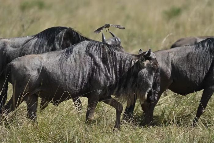 Đàn linh dương đầu bò di chuyển trên đồng cỏ tại khu bảo tồn quốc gia Maasai Mara ở Kenya, ngày 13/8/2026. (Ảnh: THX/TTXVN phát)