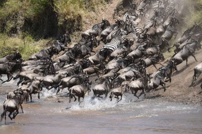 Đàn linh dương đầu bò và ngựa vằn vượt sông Mara tại khu bảo tồn quốc gia Maasai Mara ở Kenya, ngày 14/8/2026. (Ảnh: THX/TTXVN phát)