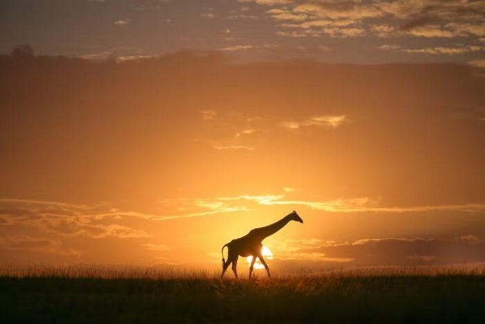 Một con hươu cao cổ tại khu bảo tồn quốc gia Maasai Mara ở Narok, Kenya. (Ảnh: THX/TTXVN phát)