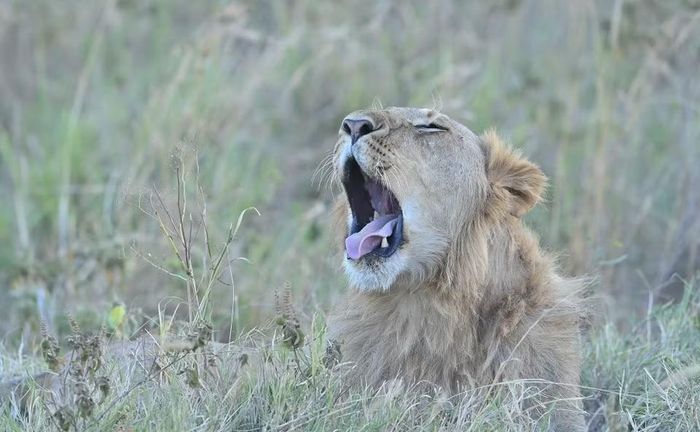 Một con sư tử đực tại khu bảo tồn quốc gia Maasai Mara ở Kenya, ngày 13/8/2026. (Ảnh: THX/TTXVN phát)