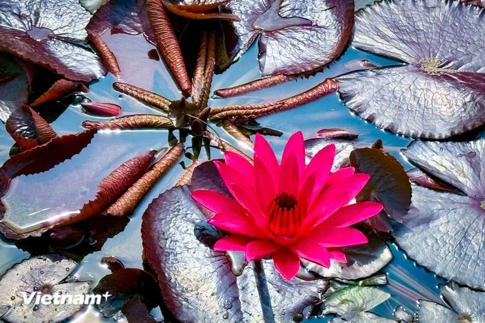 Loài hoa này toát lên sự nhẹ nhàng, không phô trương nhưng để lại ấn tượng sâu đậm và khó quên. (Ảnh: Trần Hương Sơn/Vietnam+)