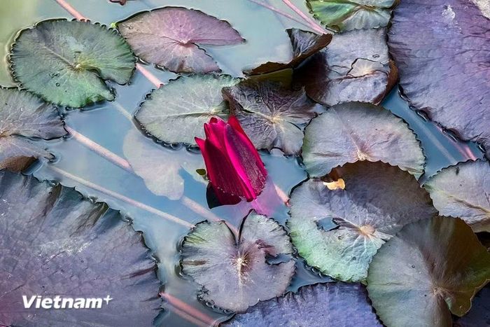 Với vẻ đẹp quyến rũ và huyền bí của mình, hoa súng tím luôn được gắn liền với những ý nghĩa tâm linh trong nhiều thần thoại trên thế giới. (Ảnh: Trần Hương Sơn/Vietnam+)