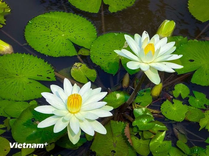 Theo quan niệm phương Đông, hoa súng trắng biểu tượng cho sự trong sáng và thuần khiết. Hoa súng trắng lại nhẹ nhàng tượng trưng cho nét đẹp của hai chữ “nghĩa tình”. (Ảnh: Trần Hương Sơn/Vietnam+)