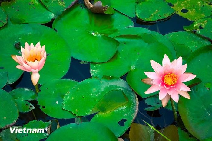 Hoa là biểu tượng cho sự mộng mơ, hay những rung động đầu đời của một nàng thiếu nữ về tình yêu đẹp. (Ảnh: Trần Hương Sơn/Vietnam+)